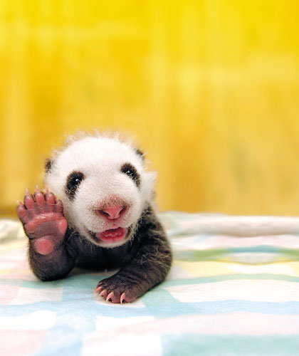 Tana dei Panda
